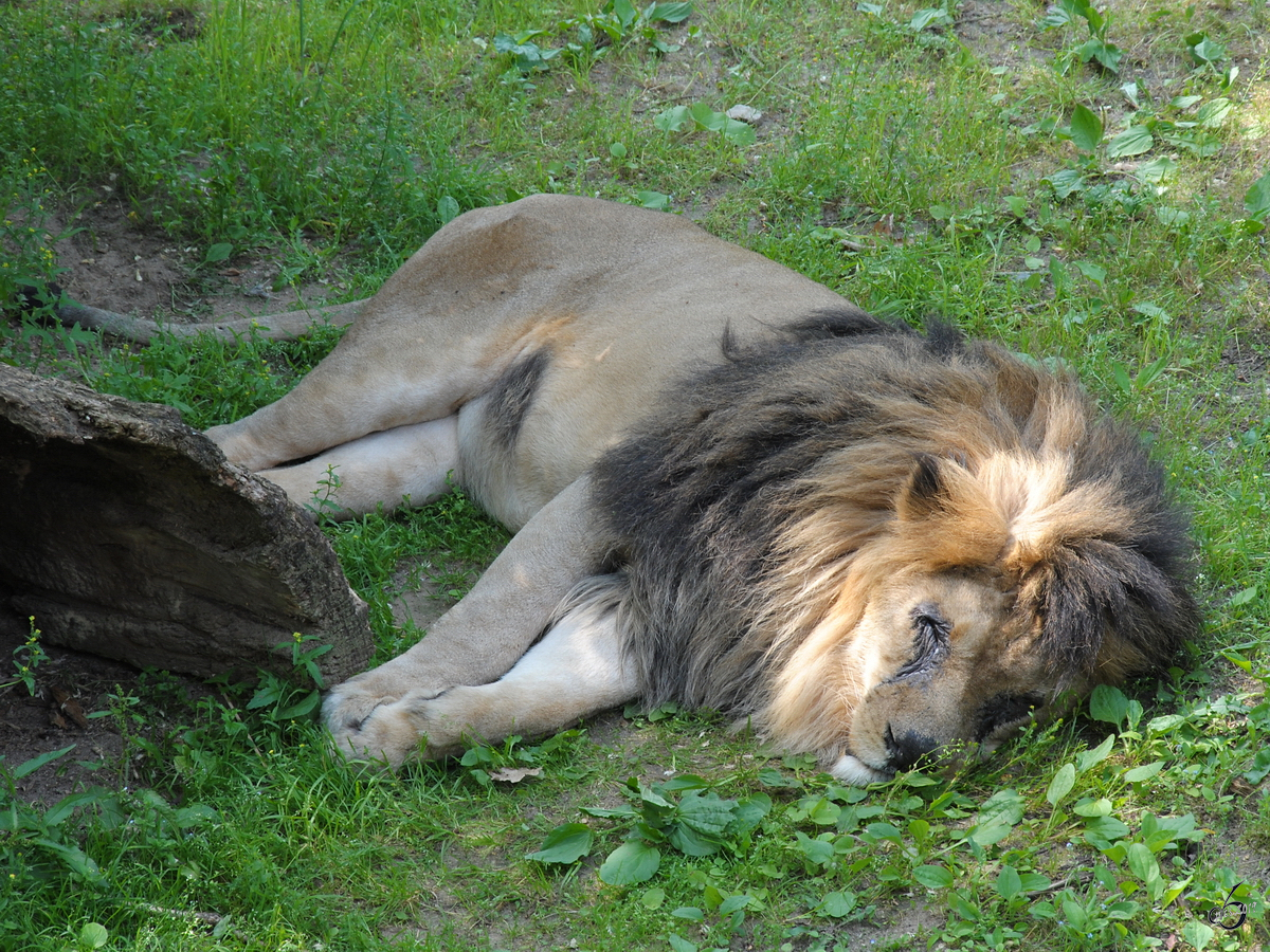 Ein altersschwacher Lwe Anfang Juli 2010 im Zoo Schwerin.