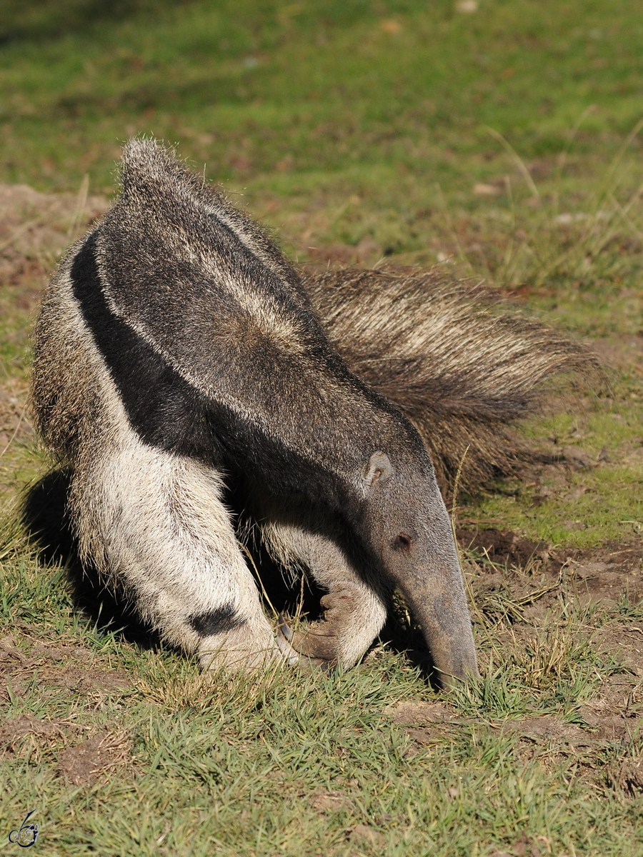 Ein Ameisenbr ist auf der Suche nach etwas Essbaren.  (Zoo Madrid, Dezember 2010)