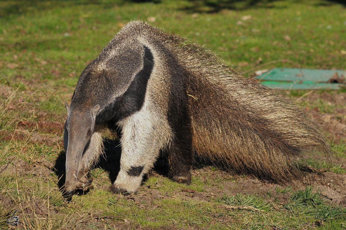 Ein Ameisenbr Mitte Dezember 2010 im Zoo Madrid.