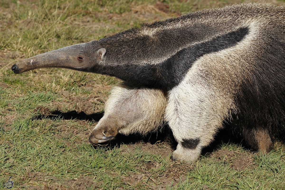 Ein Ameisenbr im Zoo Madrid. (Dezember 2010)