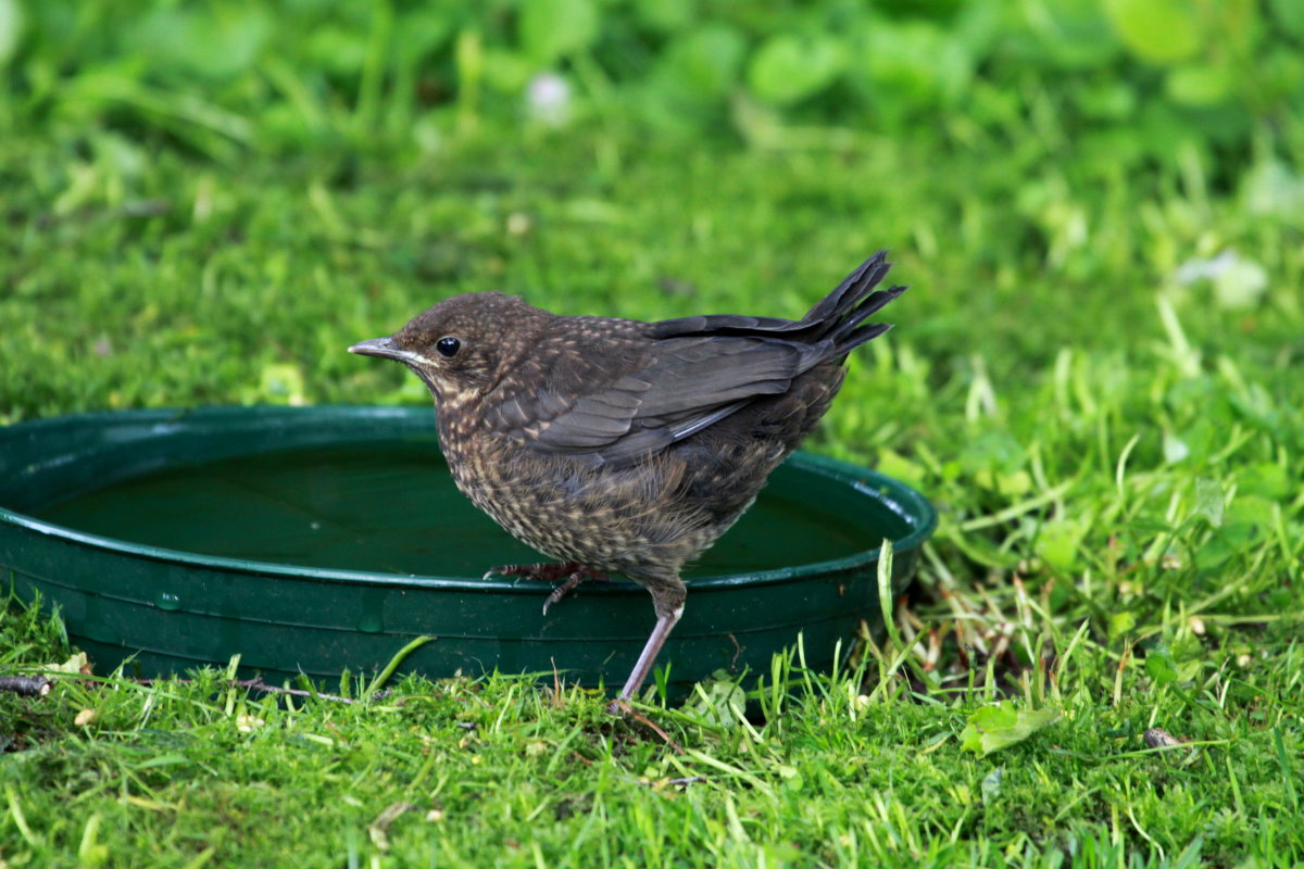 Ein Amselkken an der Vogeltrnke in unserem Garten. Ratzeburg; 06.05.2017