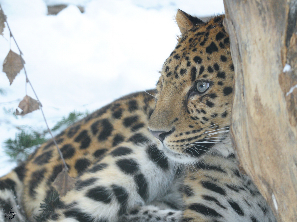 Ein Amurleopard im Schnee.