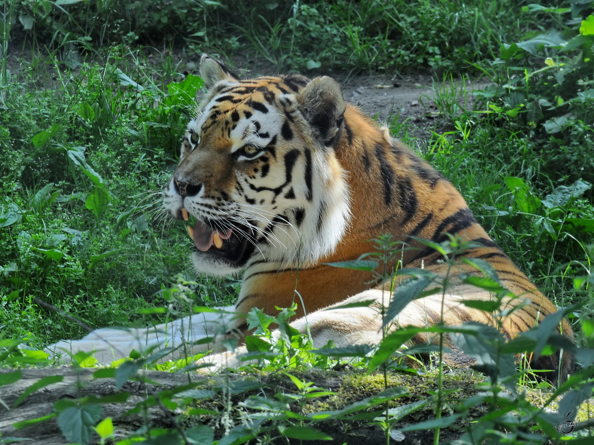 Ein Amurtiger Anfang Juli 2010 im Zoo Schwerin.