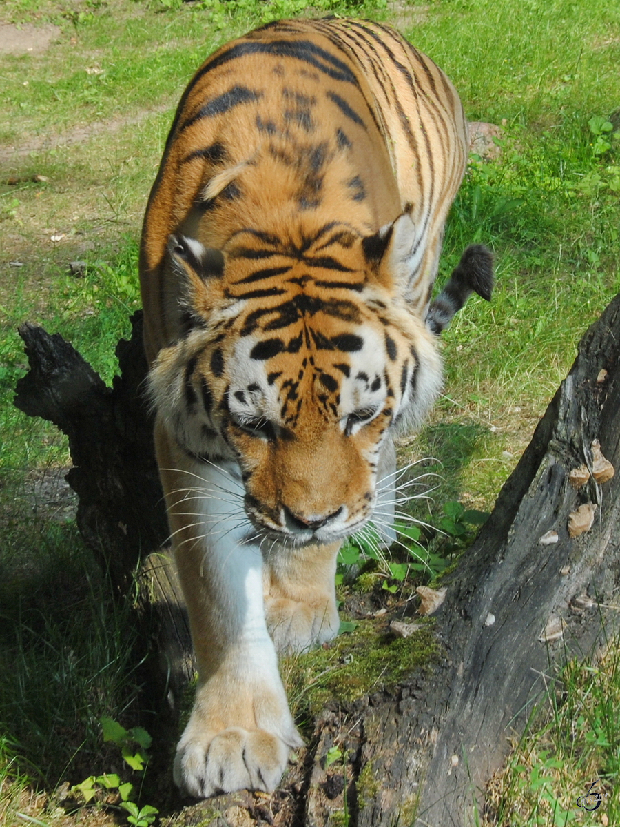 Ein Amurtiger Anfang Juli 2010 im Zoo Schwerin. 