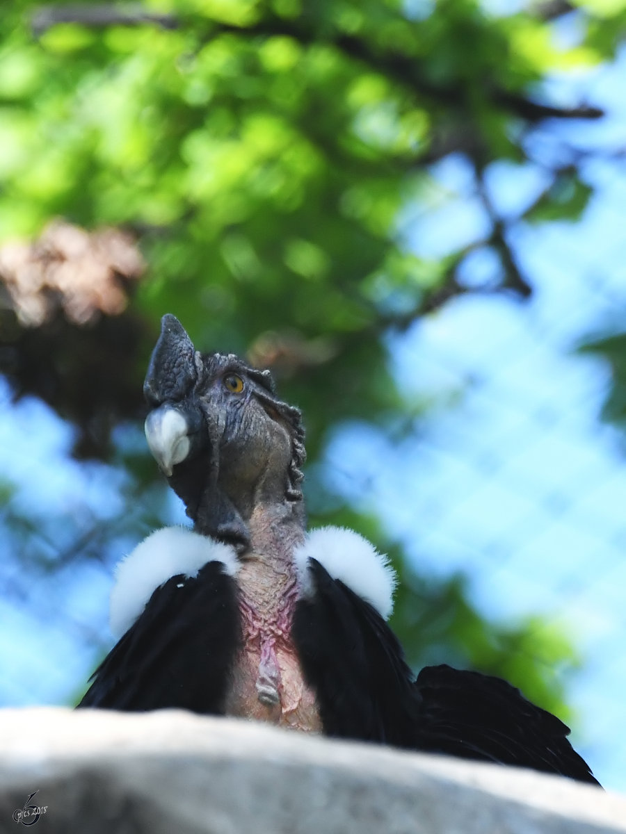 Ein Andenkondor im Portrait. (Zoo Berlin, April 2018)