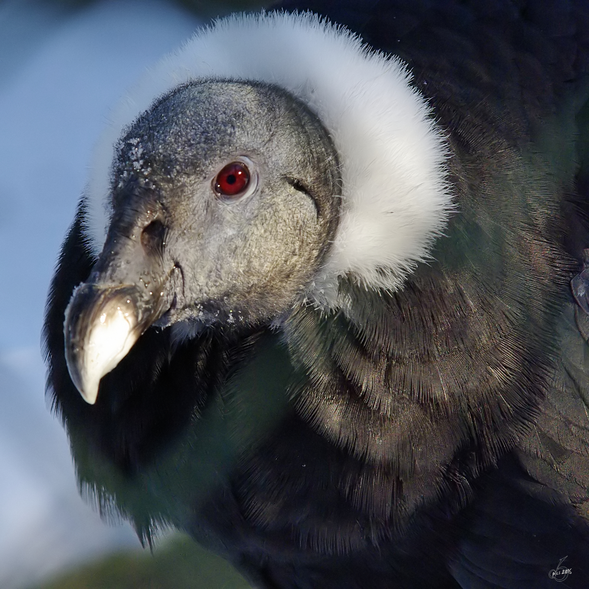 Ein Andenkondor im Portrait. (Zoo Wuppertal, Januar 2009)