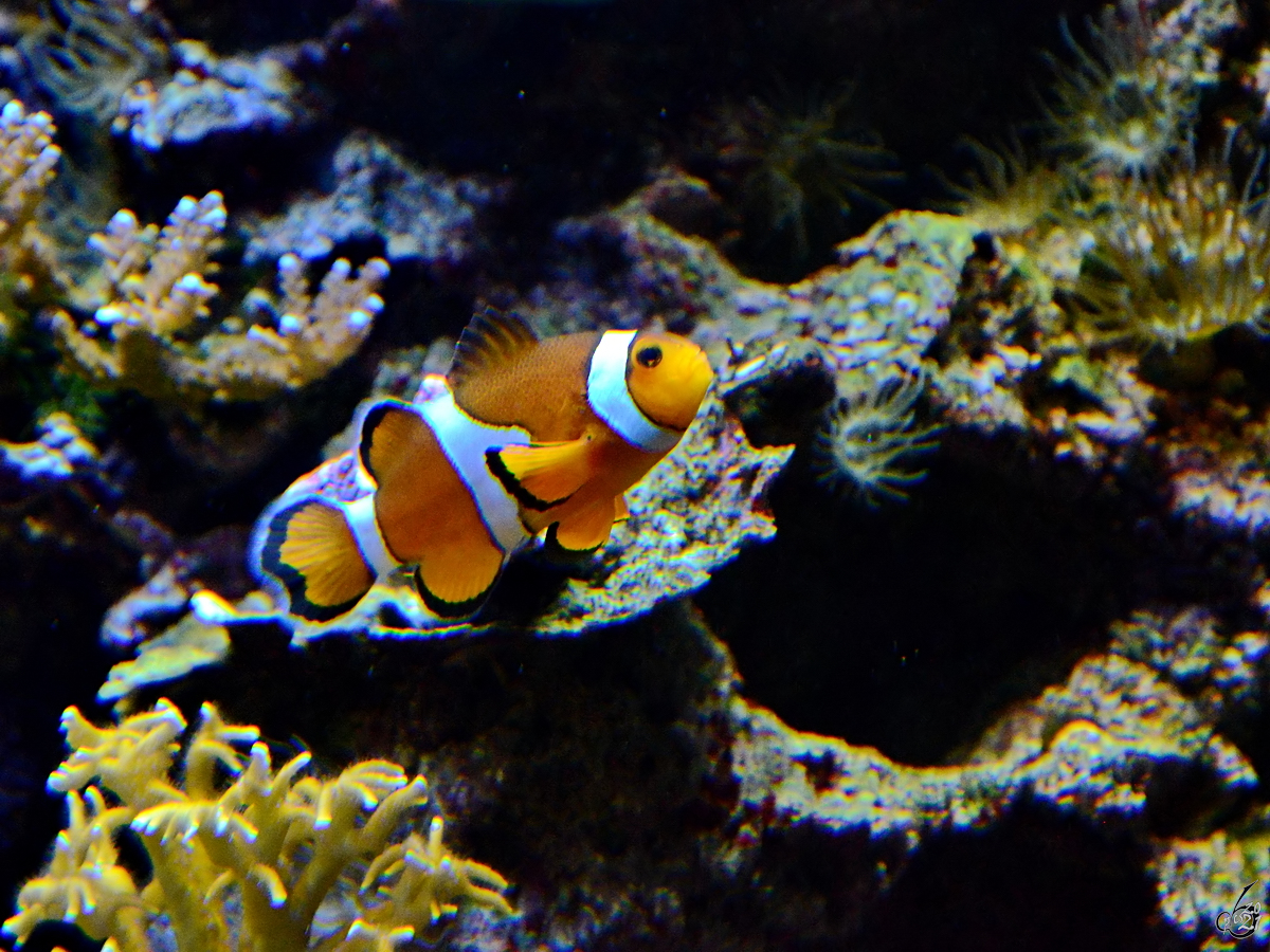 Ein Anemonenfisch war Mitte Dezember 2010 im Zoo Madrid zu sehen.