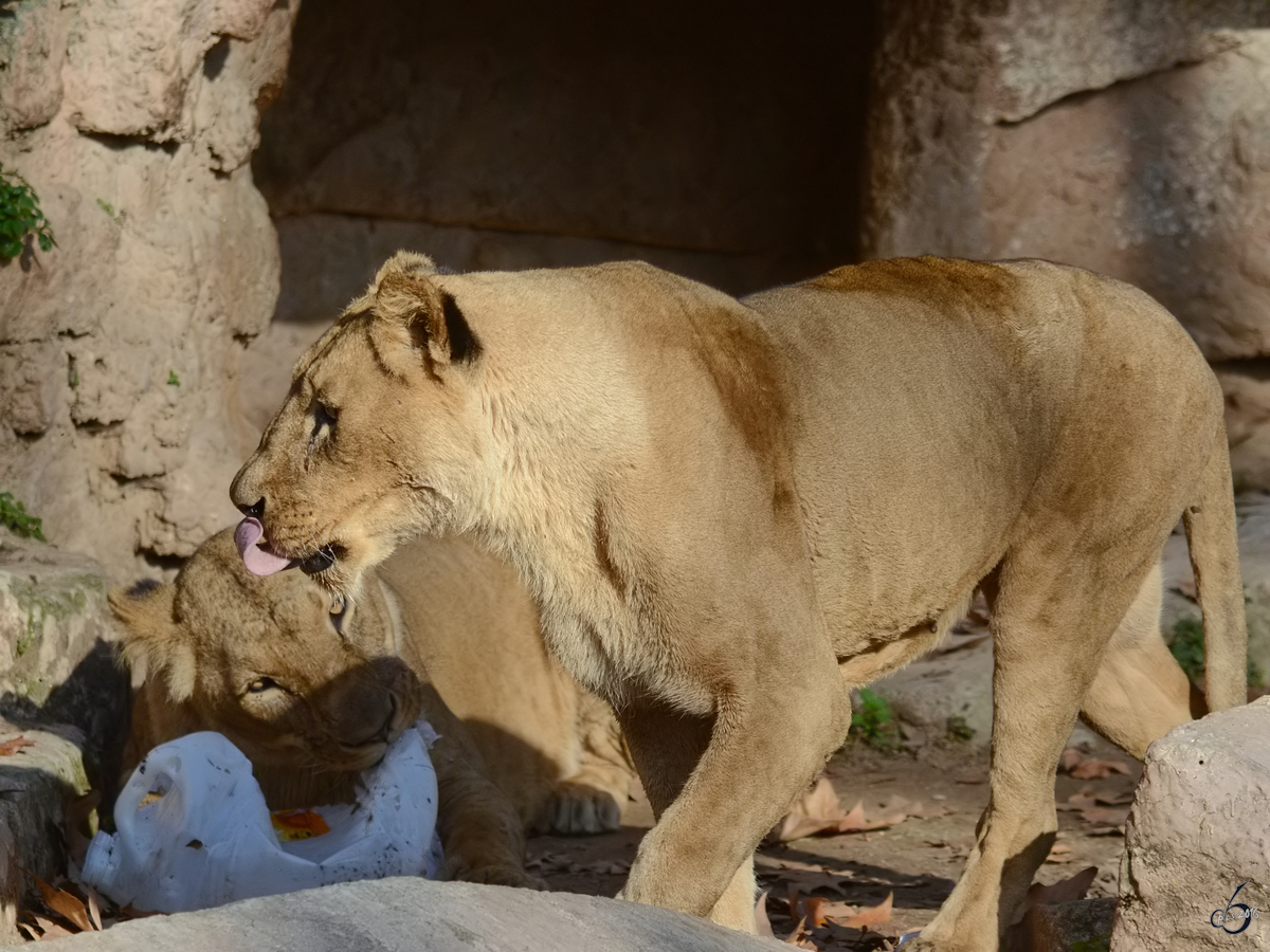 Ein Angolalwe, fotografiert im Zoo Barcelona (Dezember 2011)