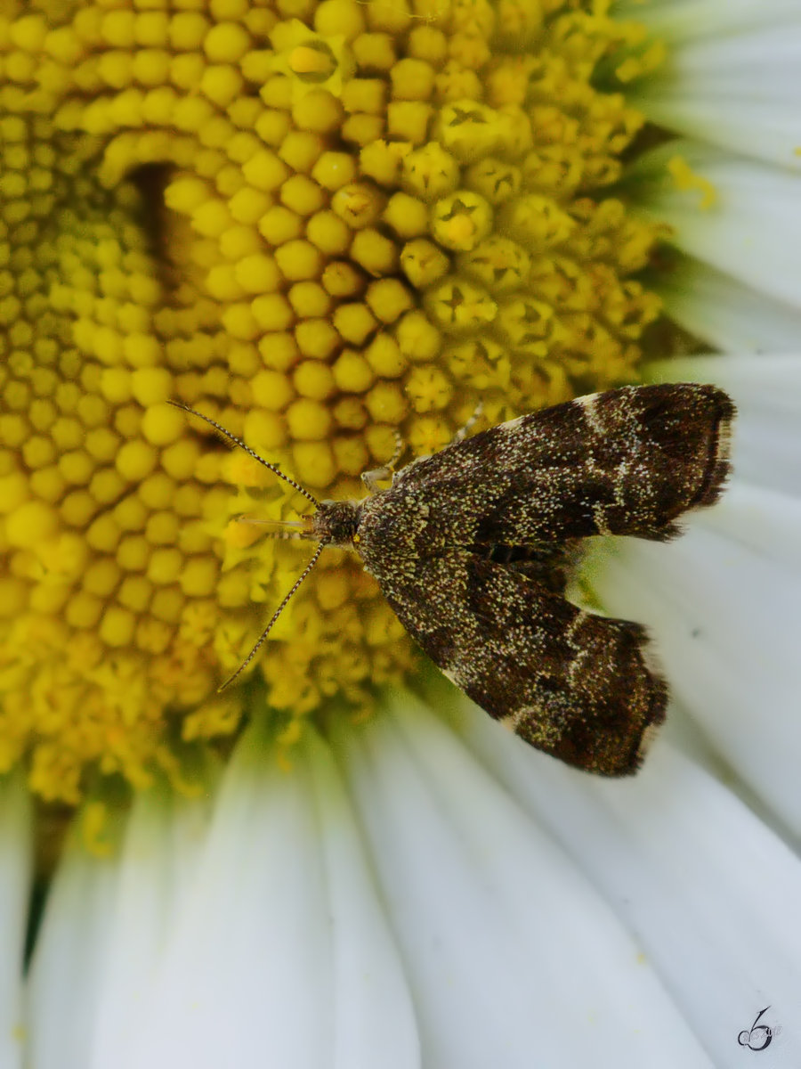 Ein Anthophila fabriciana. (Hattingen, Mai 2018)