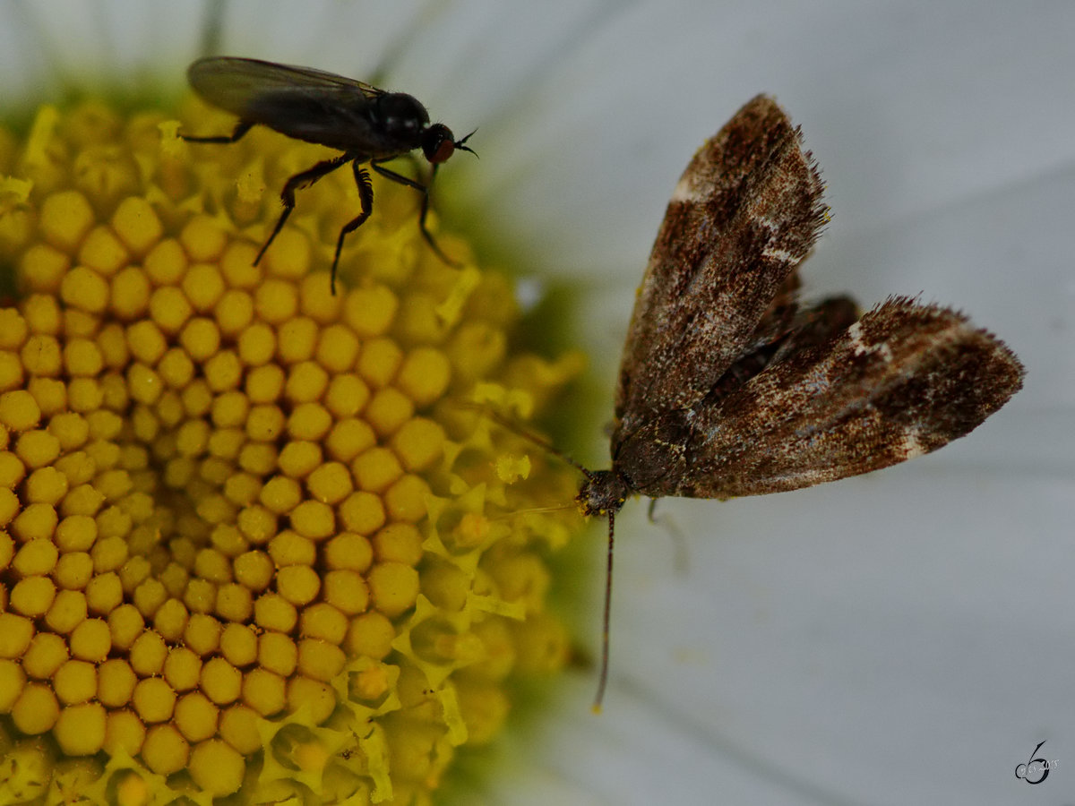 Ein Anthophila fabriciana. (Hattingen, Mai 2018)