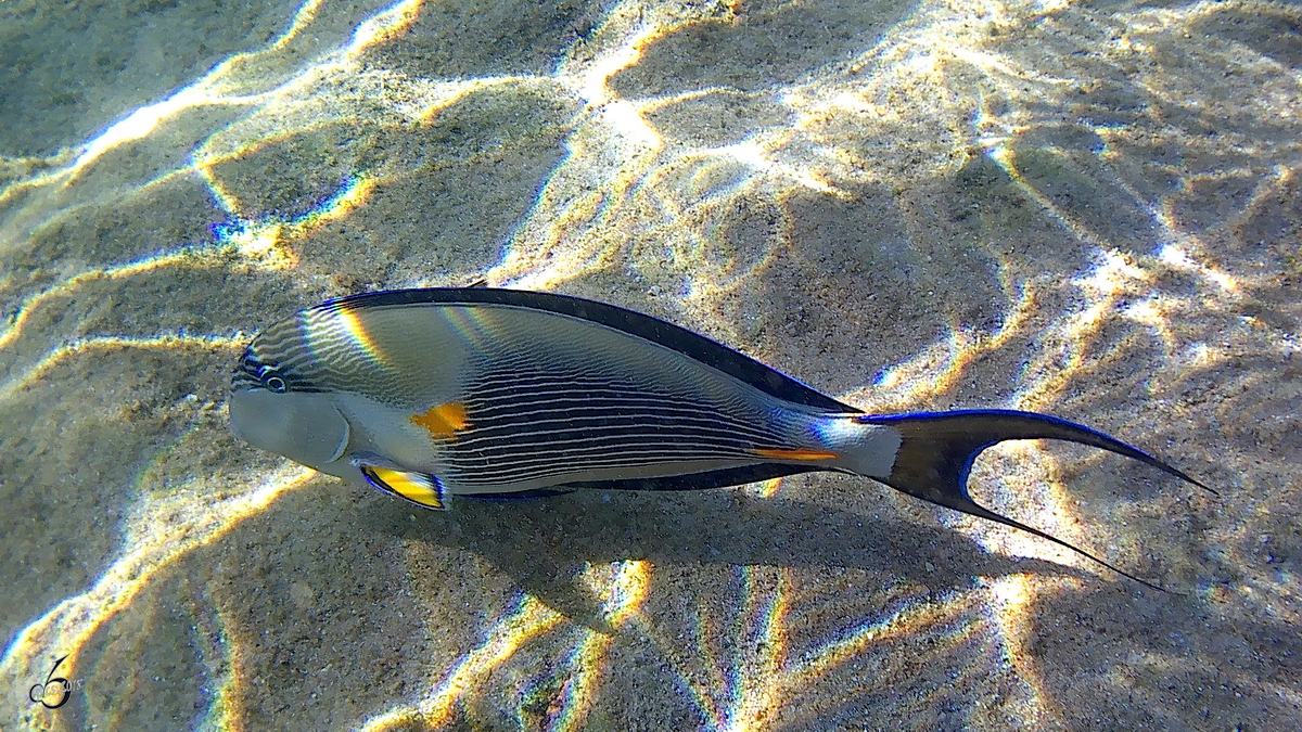 Ein Arabischer Doktorfisch im Roten Meer. (Scharm El Scheich, Dezember 2018)