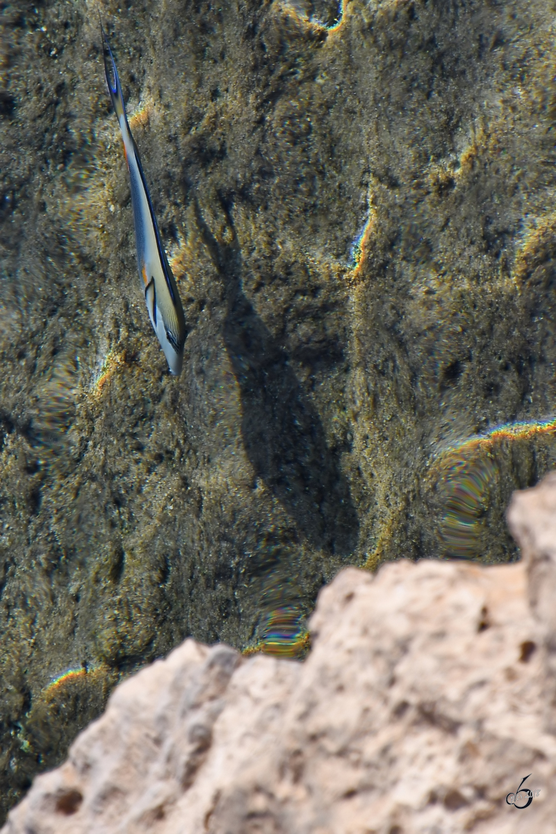 Ein Arabischer Doktorfisch im Roten Meer. (Scharm El Scheich, Dezember 2018) 