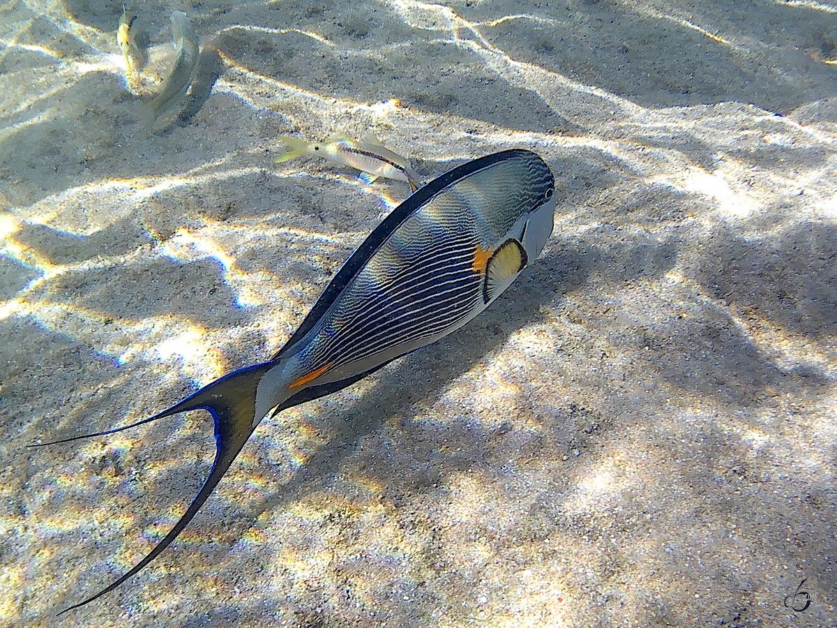 Ein Arabischer Doktorfisch im Roten Meer. (Scharm El Scheich, Dezember 2018) 