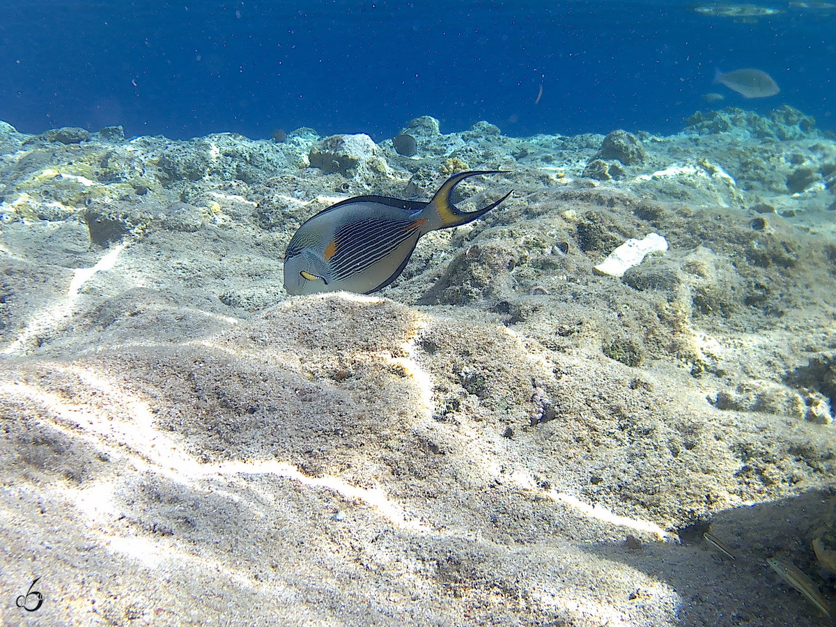 Ein Arabischer Doktorfisch im Roten Meer. (Scharm El Scheich, Dezember 2018) 