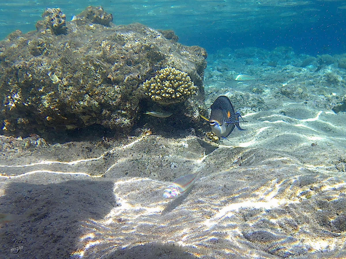 Ein Arabischer Doktorfisch im Roten Meer. (Scharm El Scheich, Dezember 2018) 