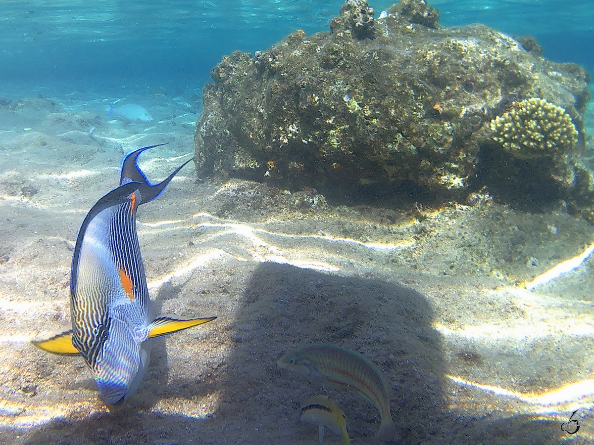 Ein Arabischer Doktorfisch im Roten Meer. (Scharm El Scheich, Dezember 2018) 