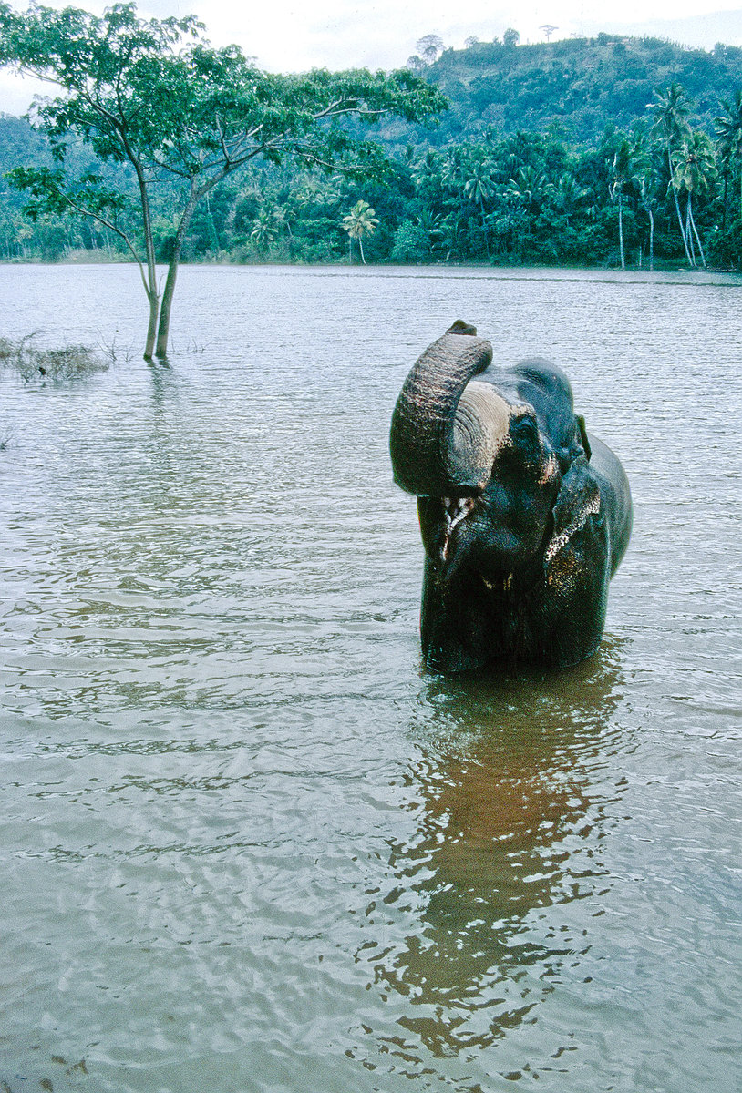 Ein asiatischer Elefant im Mahaweli Fuss bei Kandy in Sri Lanka. Bild vom Dia. Aufnahme: Januar 1989.