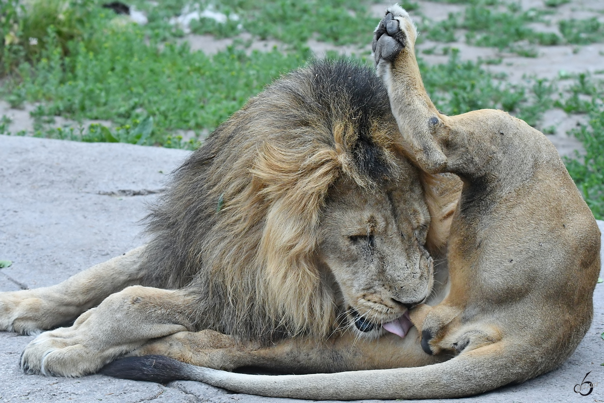 Ein Asiatischer Löwe bei der Körperpflege. (Zoo Aalborg, Juni 2018)
