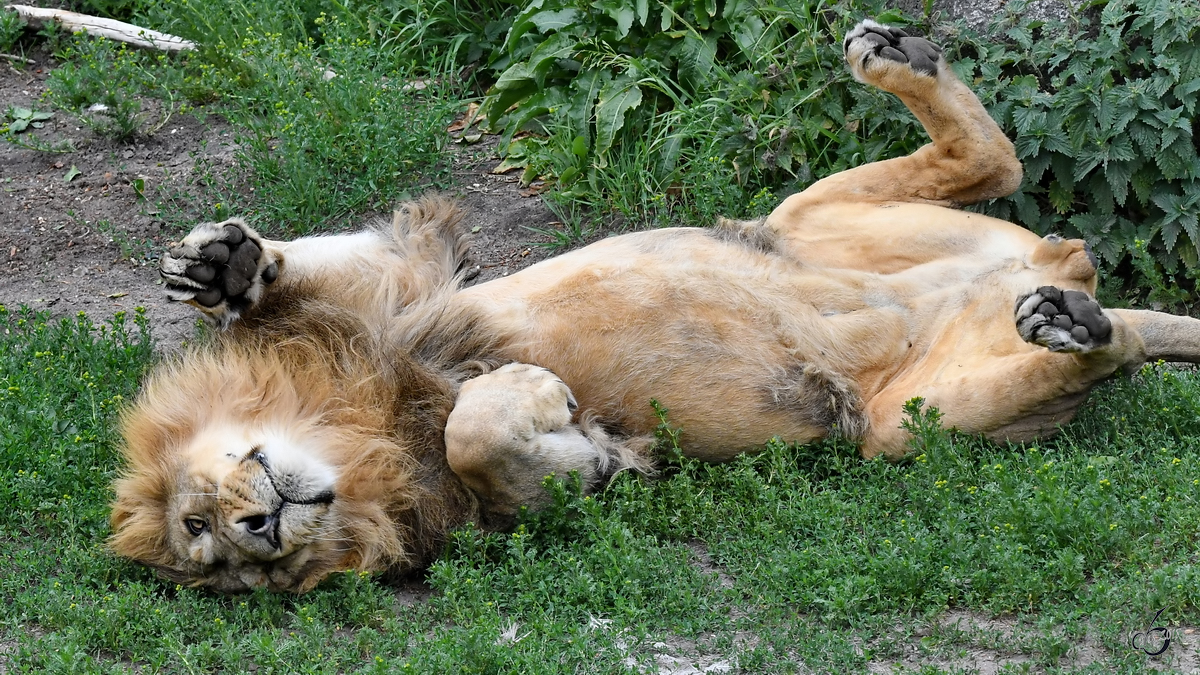 Ein Asiatischer Lwe (Indischer Lwe) geniet sein Leben. (Zoo Aalborg, Juni 2018)