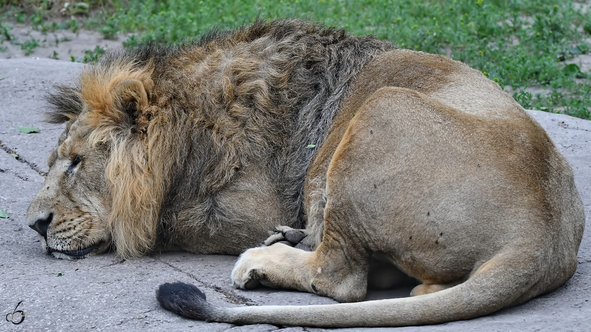 Ein Asiatischer Lwe ruht sich ein wenig aus. (Zoo Aalborg, Juni 2018)