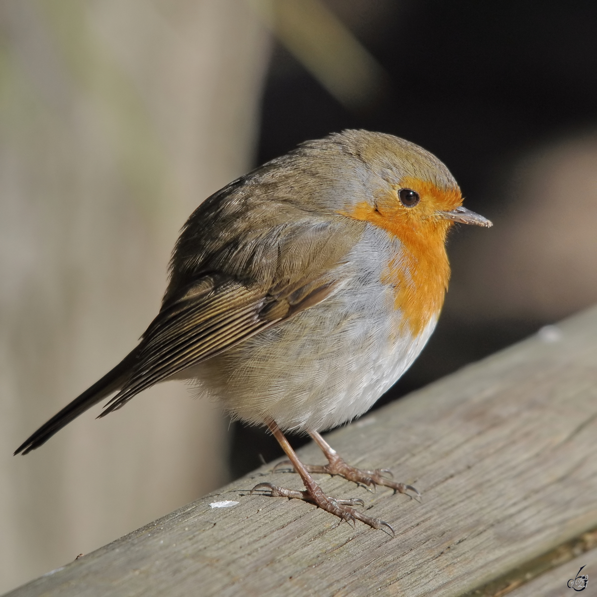 Ein aufgeplustertes Rotkehlchen Mitte Dezember 2010 im Zoo Madrid. 