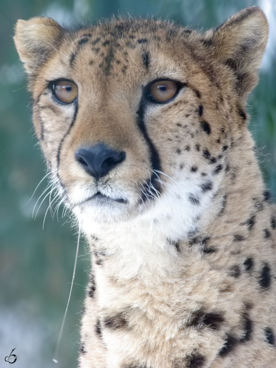 Ein aufmerksamer Gepard im Zoo Wuppertal. (Januar 2009)