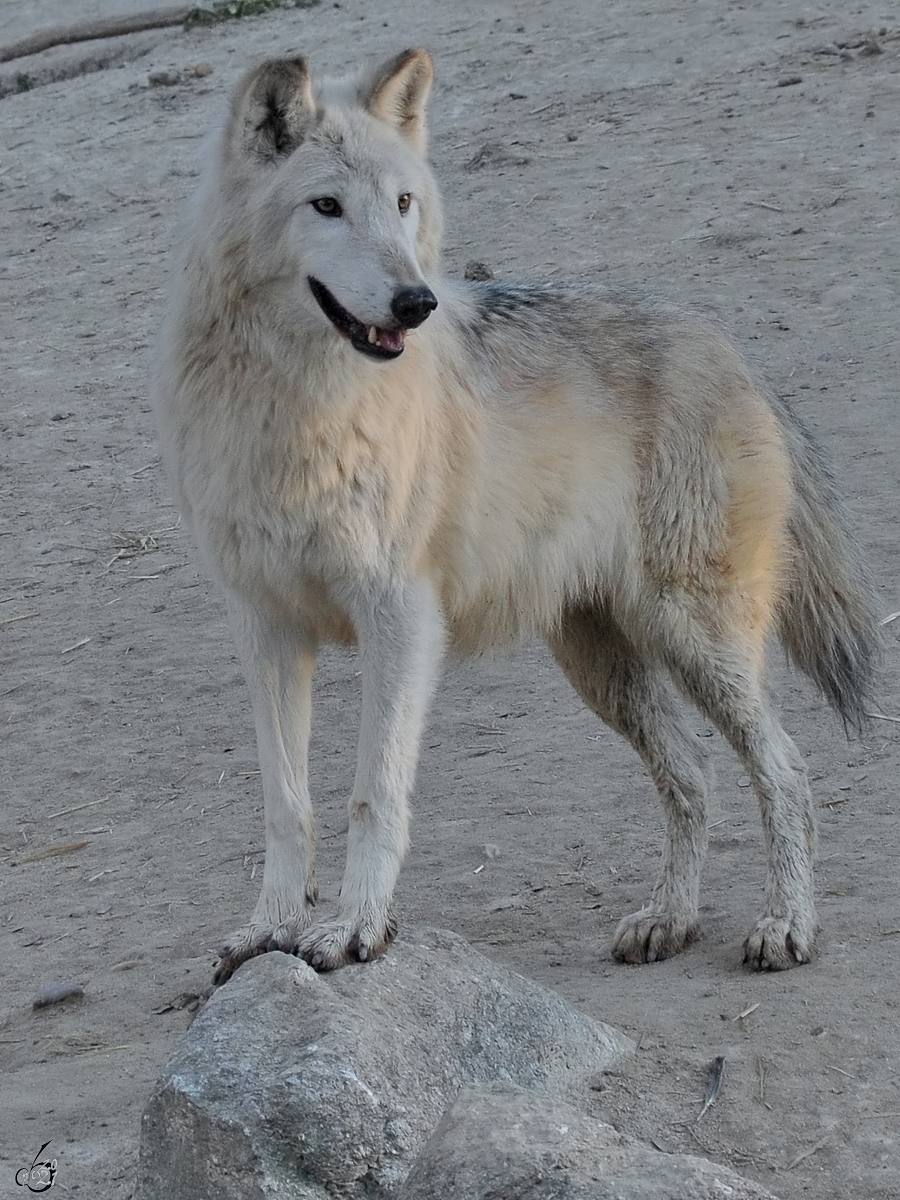 Ein aufmerksamer Wolf Mitte Dezember 2010 im Zoo Madrid.