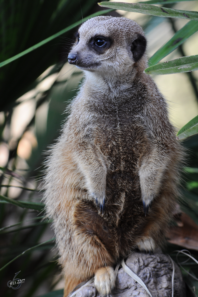 Ein aufmerksames Erdmnnchen im Zoo Barcelona (Dezember 2011)