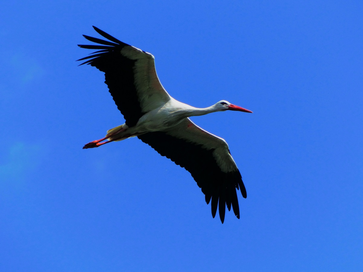 Ein aus dem Naturzoo Rheine  ausgebxster  Storch, 20.07.2017