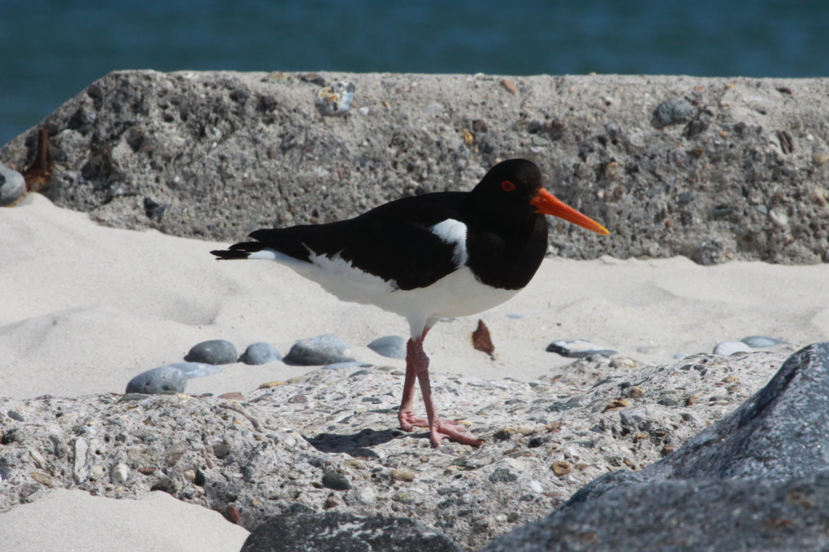 Ein Austernfischer auf der Dhne von Helgoland; 06.06.2015