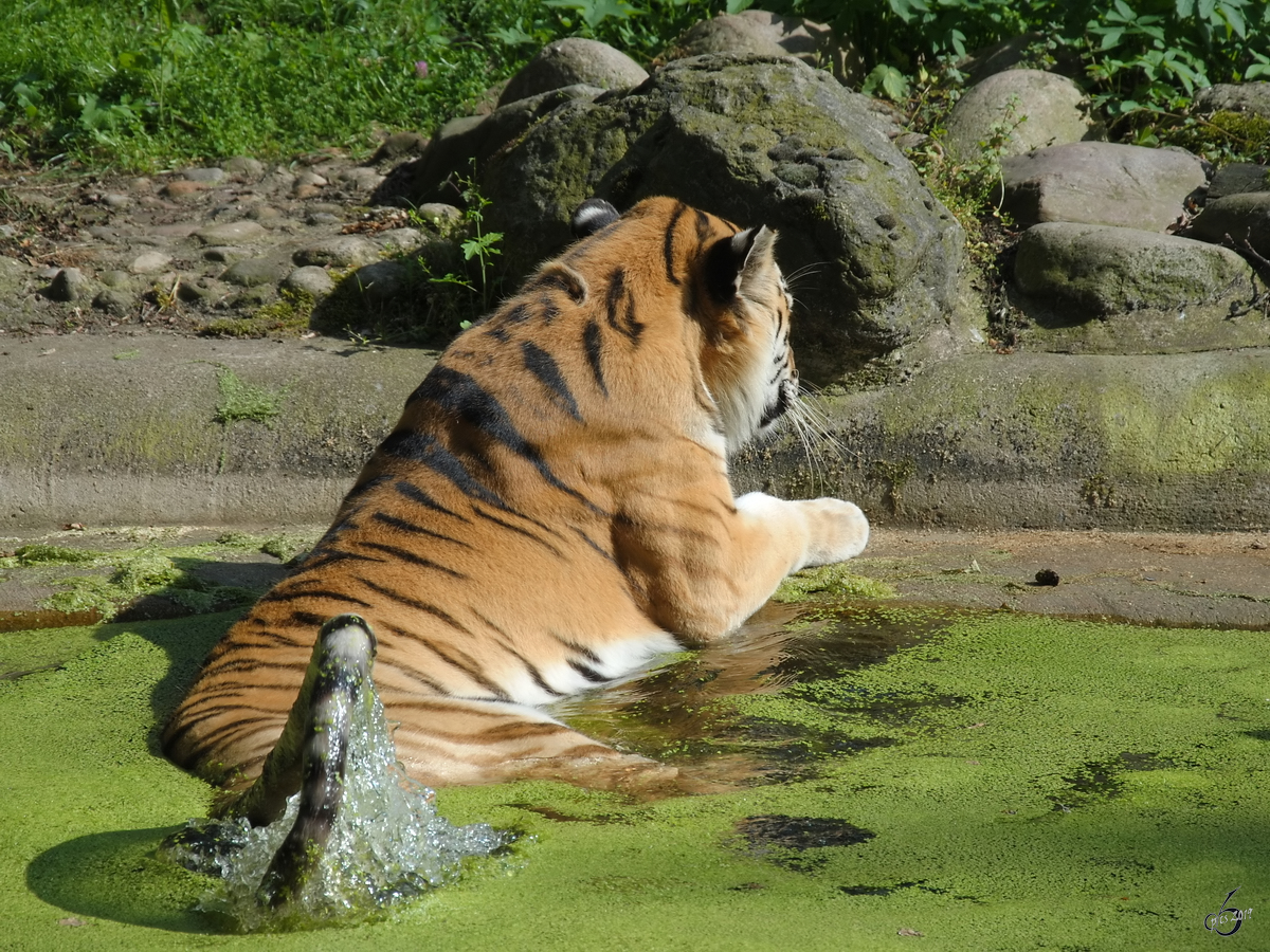 Ein badender Amurtiger Anfang Juli 2010 im Zoo Schwerin.