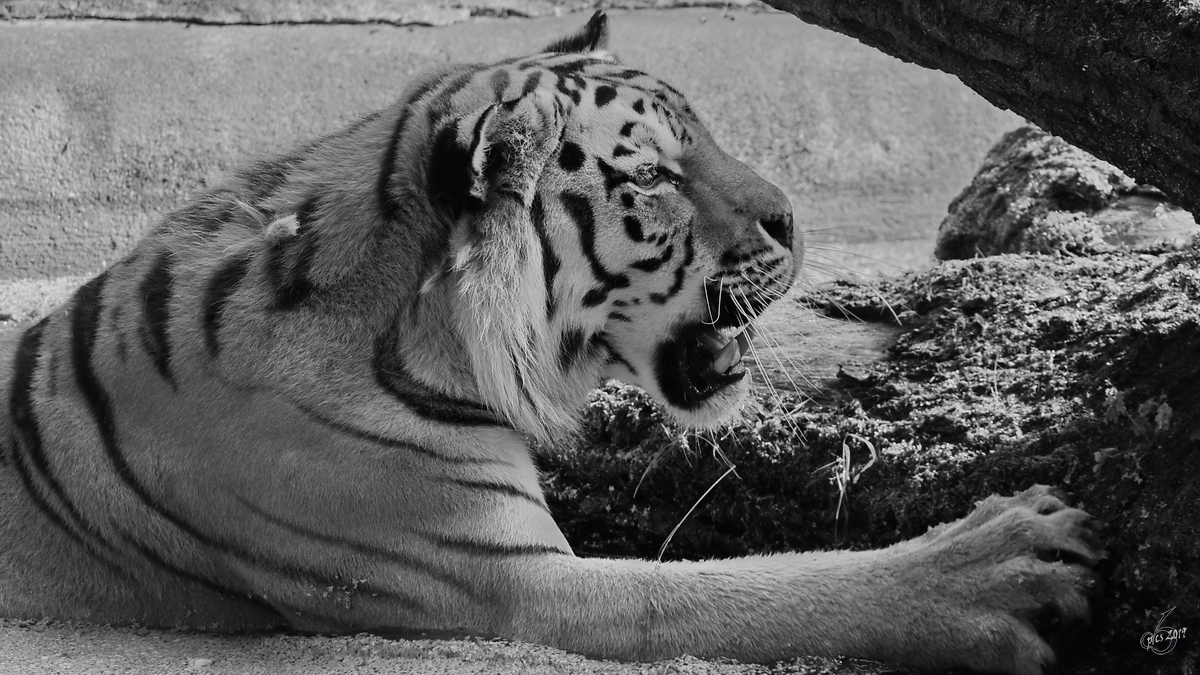 Ein badender Amurtiger Anfang Juli 2010 im Zoo Schwerin.