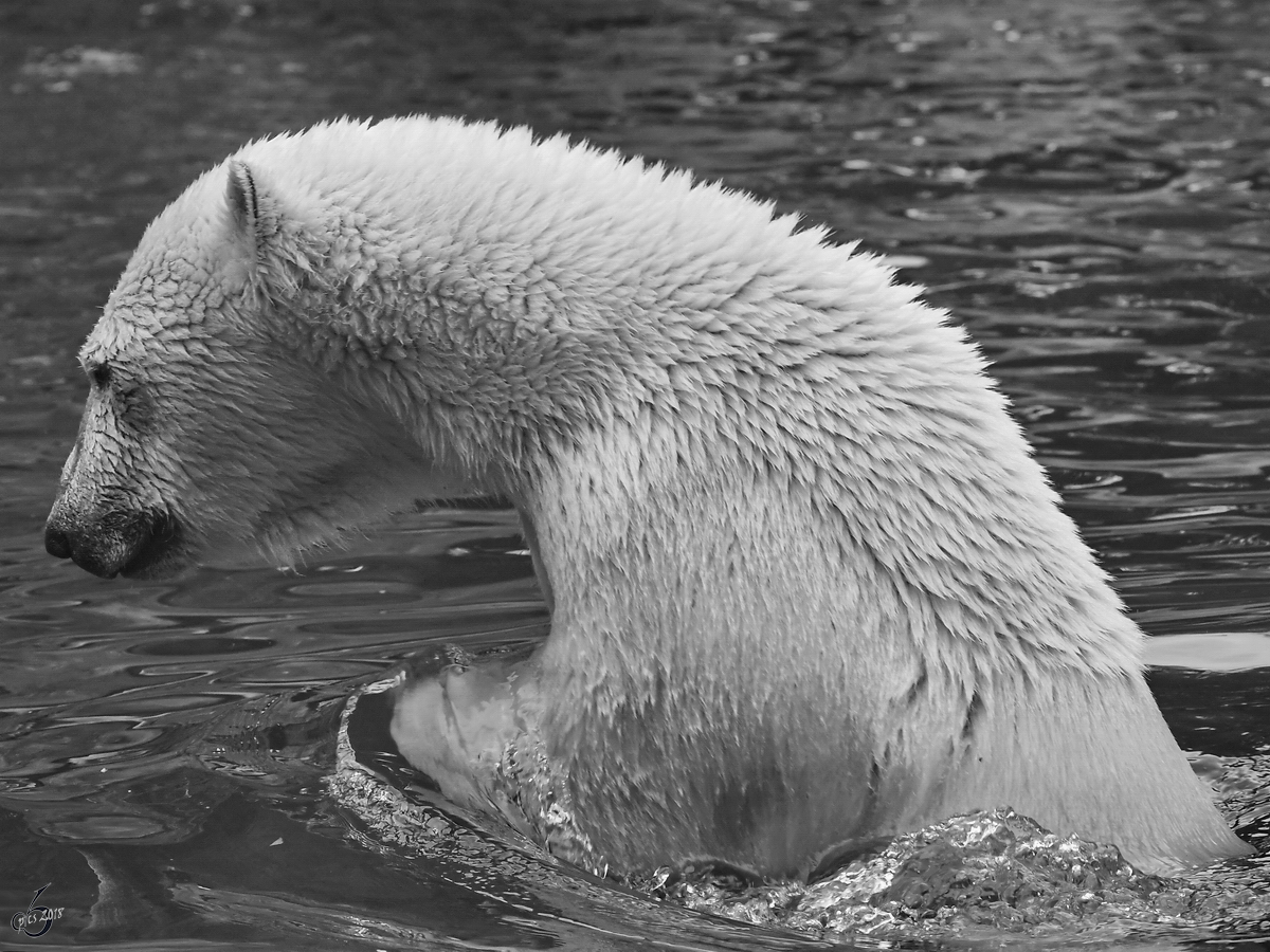 Ein badender Eisbr im Zoo Aalborg. (Juni 2018)