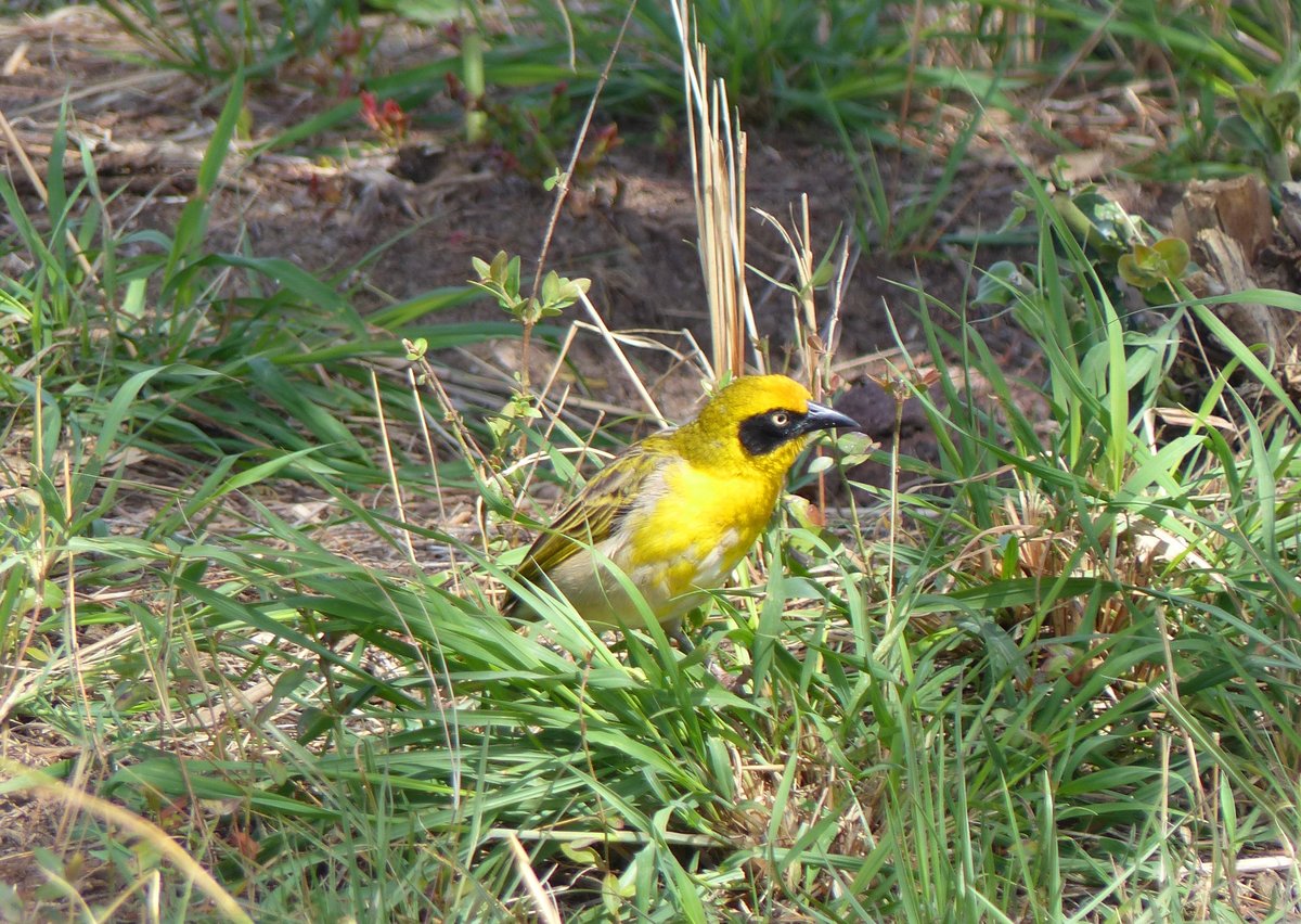 Ein Baglafechtweber im Dorf Tiya ( thiopien ) am 27.4.2019