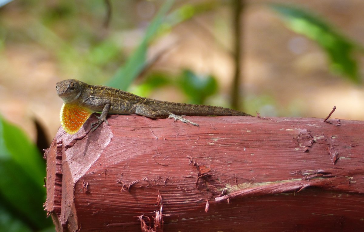 Ein Bahamaanolis (Norops sagrai) in Australia (Cuba) am 22.6.2018