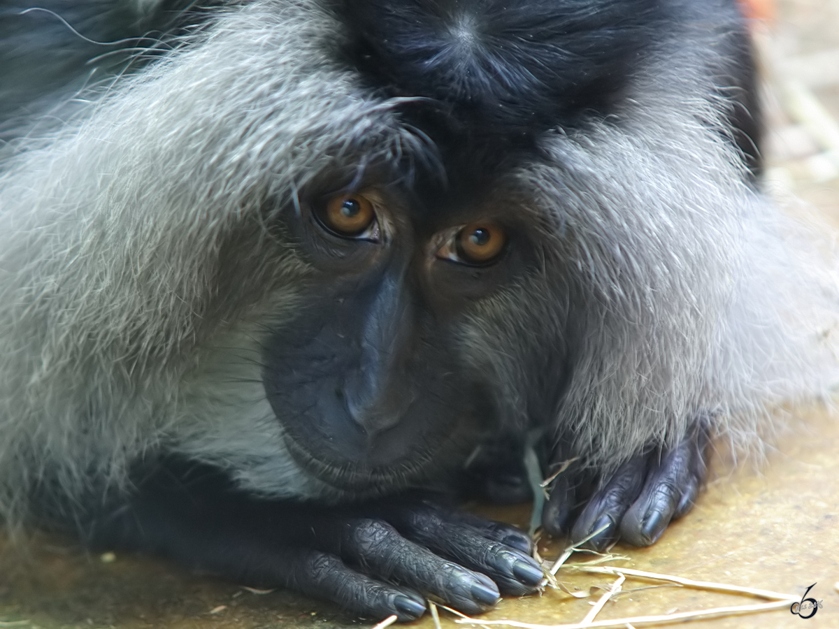 Ein Bartaffe im Portrait. (Zoo Wuppertal, Januar 2009)