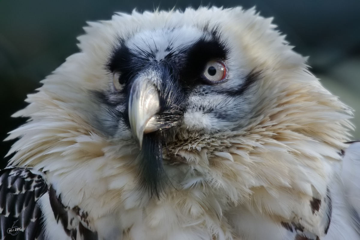 Ein Bartgeier im Portrait. (Zoo Wuppertal, Januar 2009)