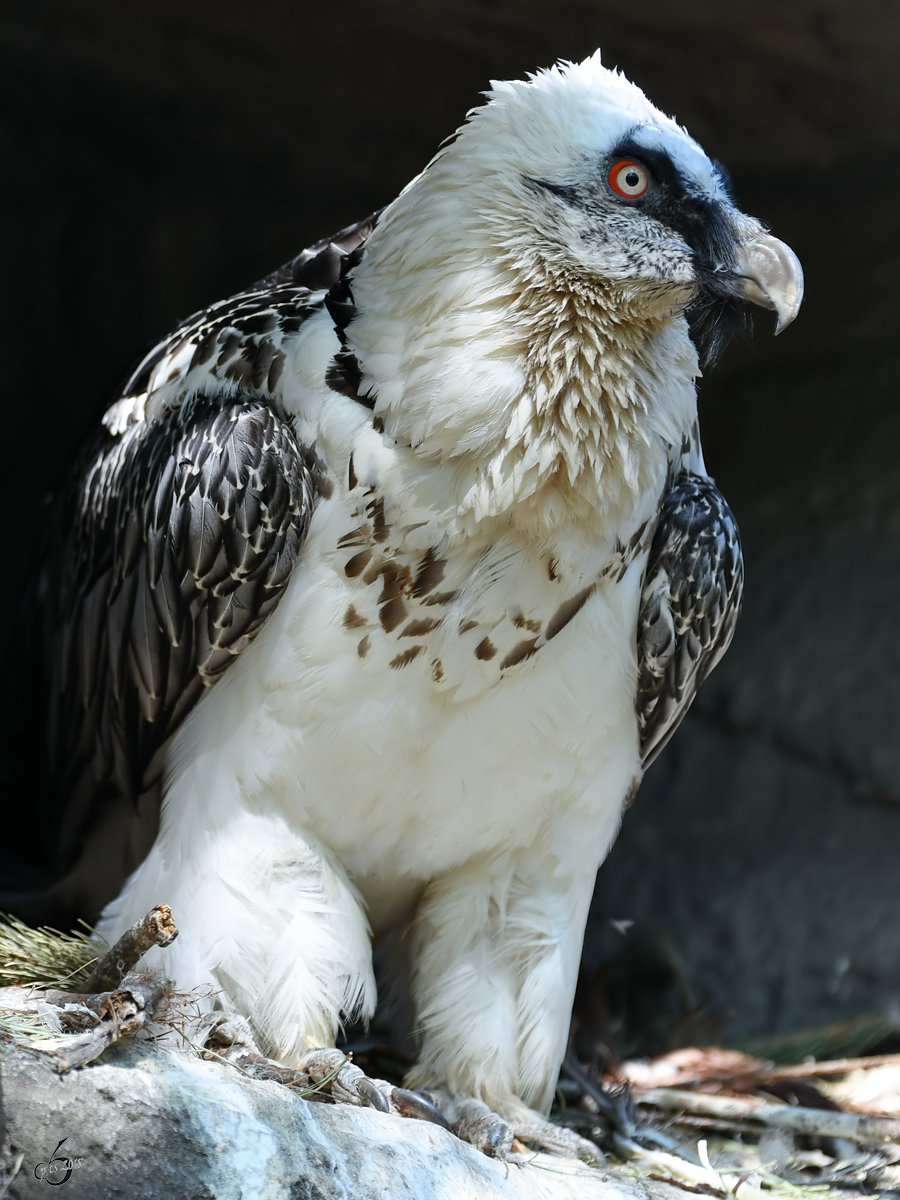 Ein Bartgeier im Zoo Berlin. (April 2018)