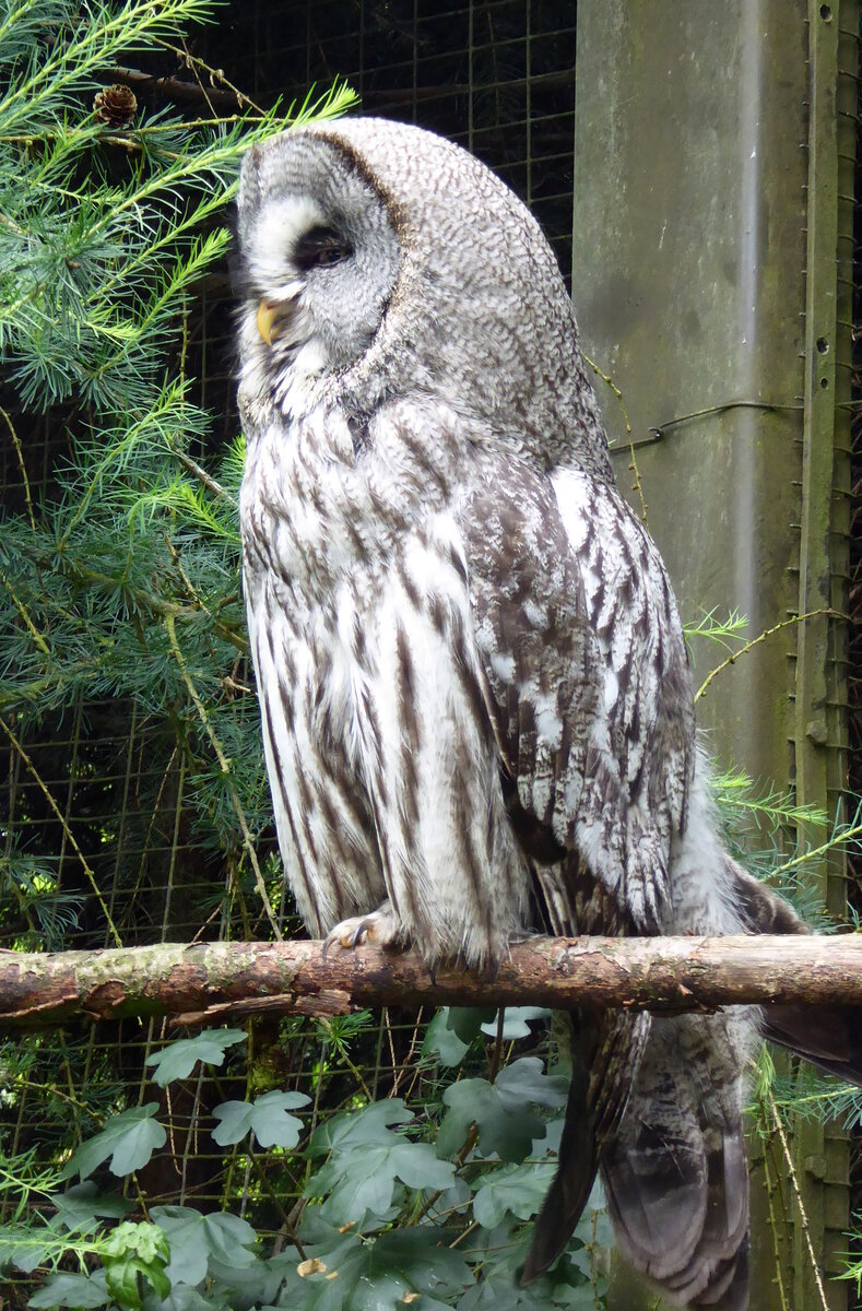 Ein Bartkauz (Strix nebulosa). Gesehen im Tierpark Nordhorn im Juni 2016.