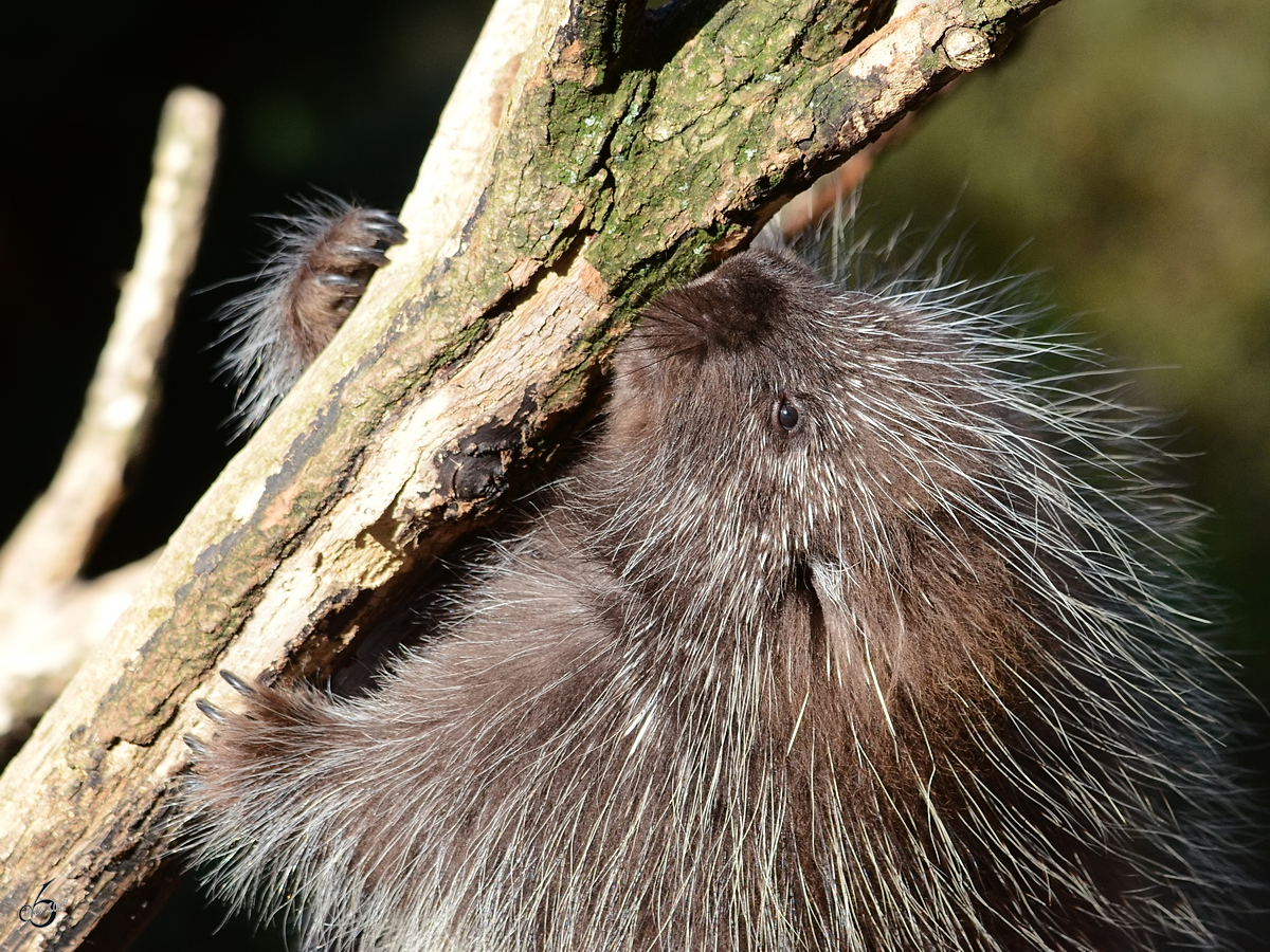 Ein Baumstachler knutscht sein Gest. (Zoom Gelsenkirchen, Oktober 2013)