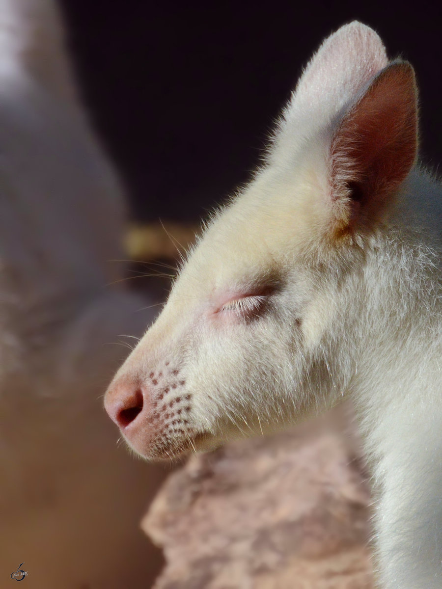 Ein Bennettknguru, fotografiert im Zoo Barcelona (Dezember 2011)