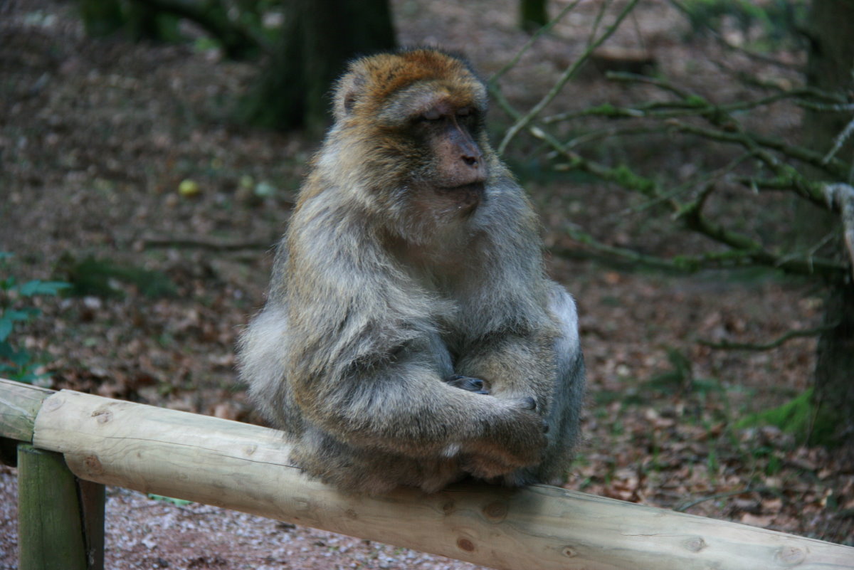 Ein Berberaffe im Affenpark  La Montagne des Signes  in Kintzheim (Elsass); 24.05.2014