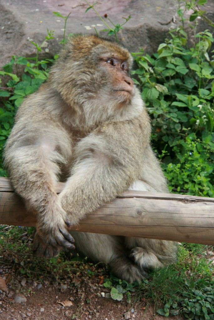 Ein Berberaffe im Affenpark  La Montagne des Signes  in Kintzheim (Elsass); 24.05.2014