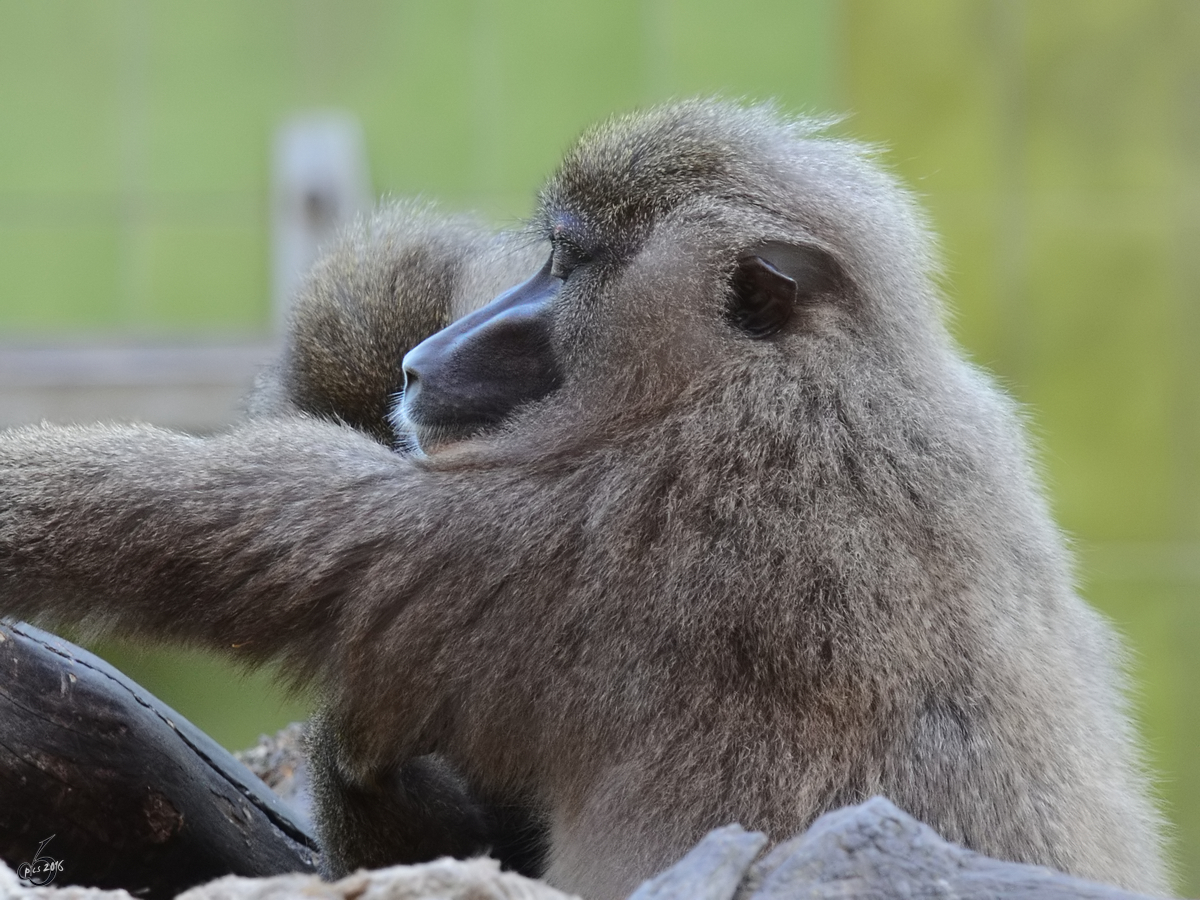 Ein Berberaffe, fotografiert im Zoo Barcelona (Dezember 2011)