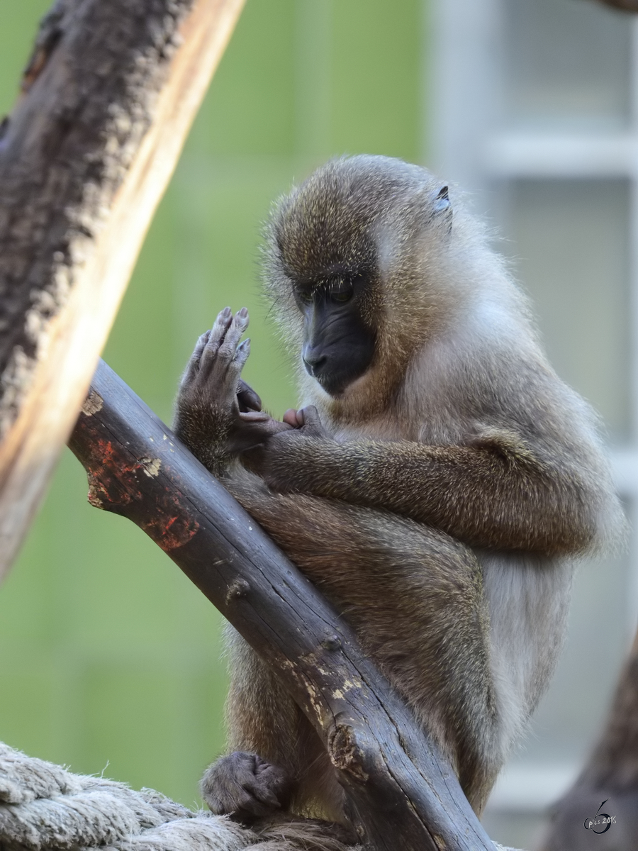 Ein Berberaffe, fotografiert im Zoo Barcelona (Dezember 2011)