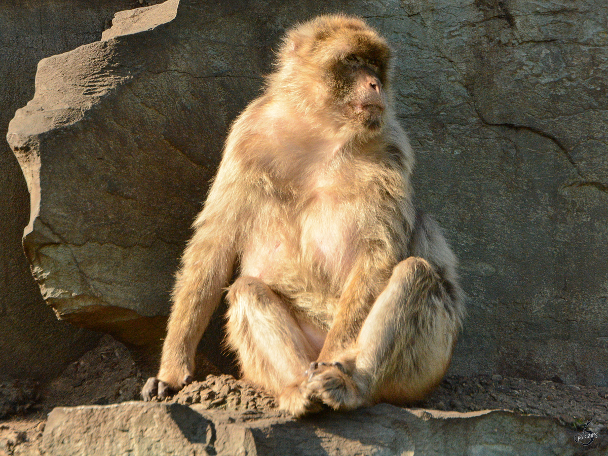 Ein Berberaffe ruht sich aus. (Zoo Safaripark Stukenbrock, Oktober 2014)