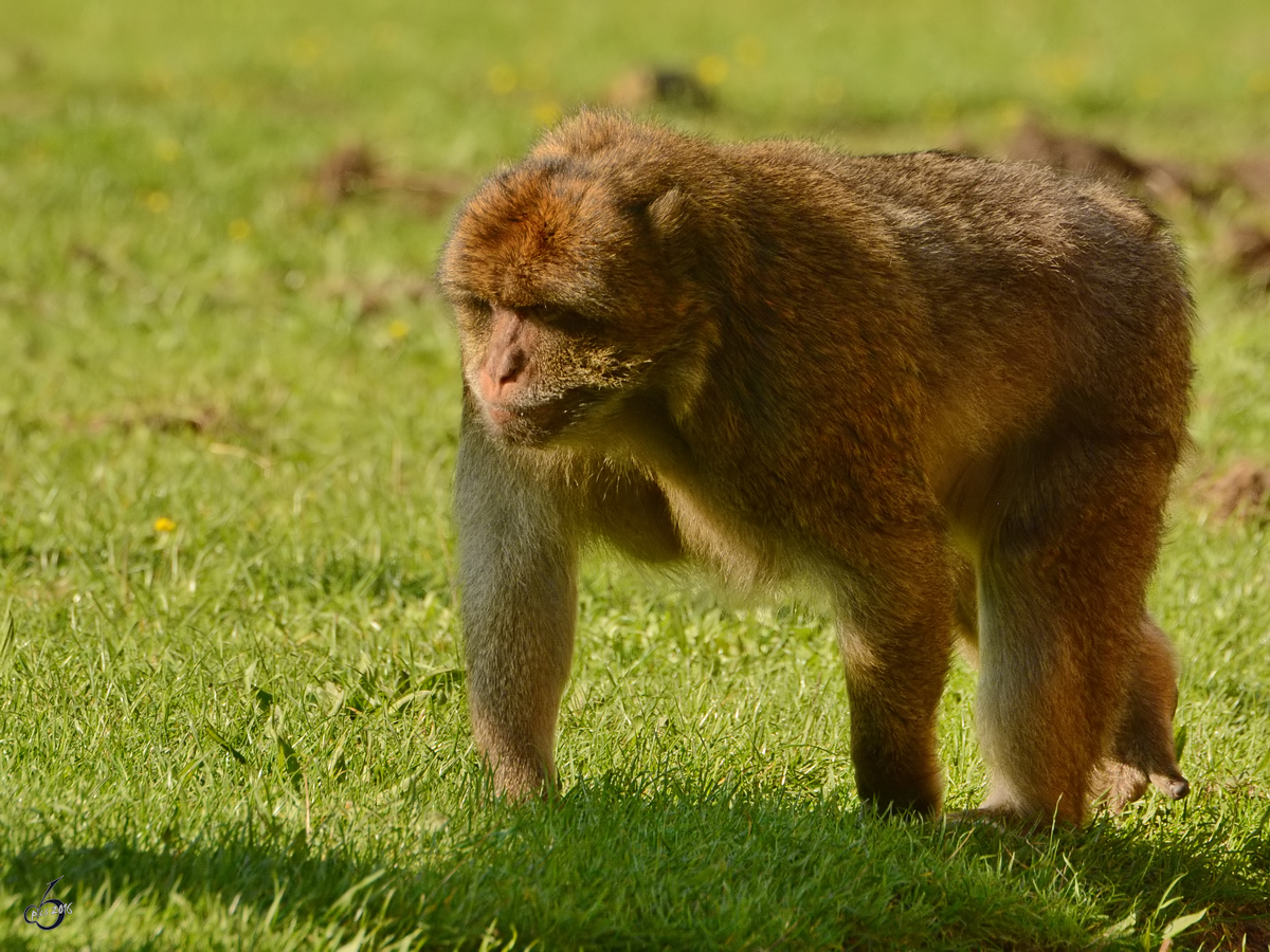 Ein Berberaffe im Zoo Safaripark Stukenbrock. (Oktober 2014)