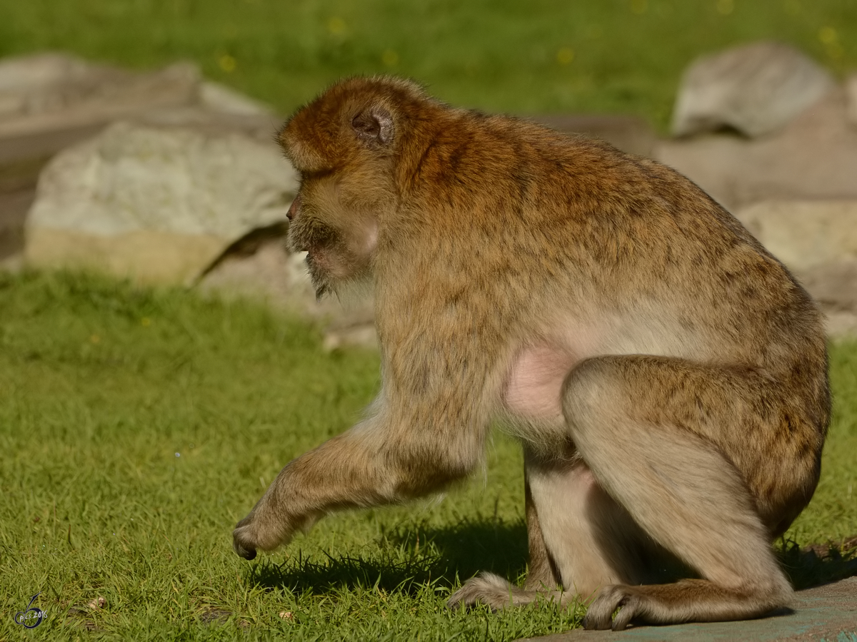 Ein Berberaffe im Zoo Safaripark Stukenbrock. (Oktober 2014)