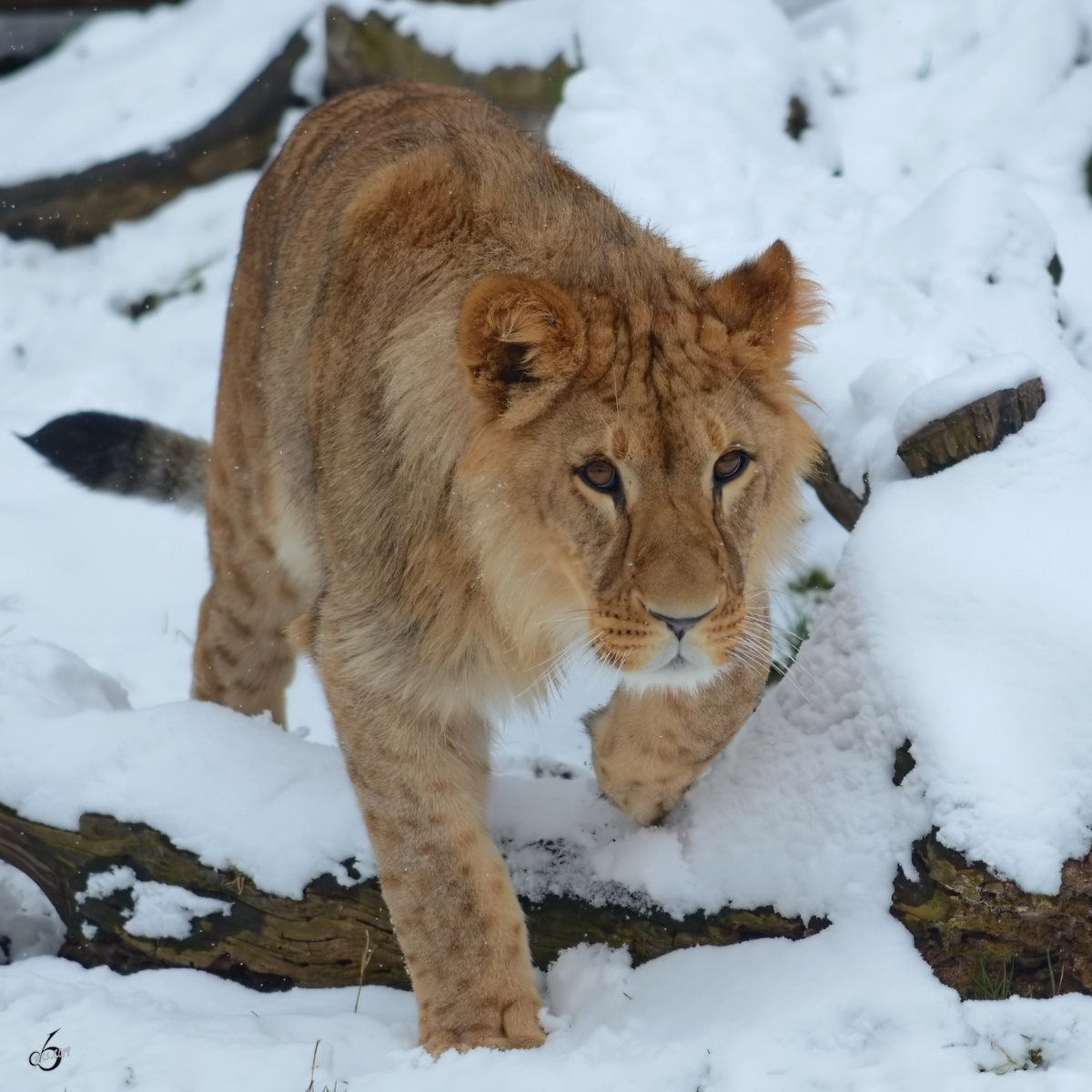 Ein Berberlwe im Zoo Dortmund. (Februar 2013)