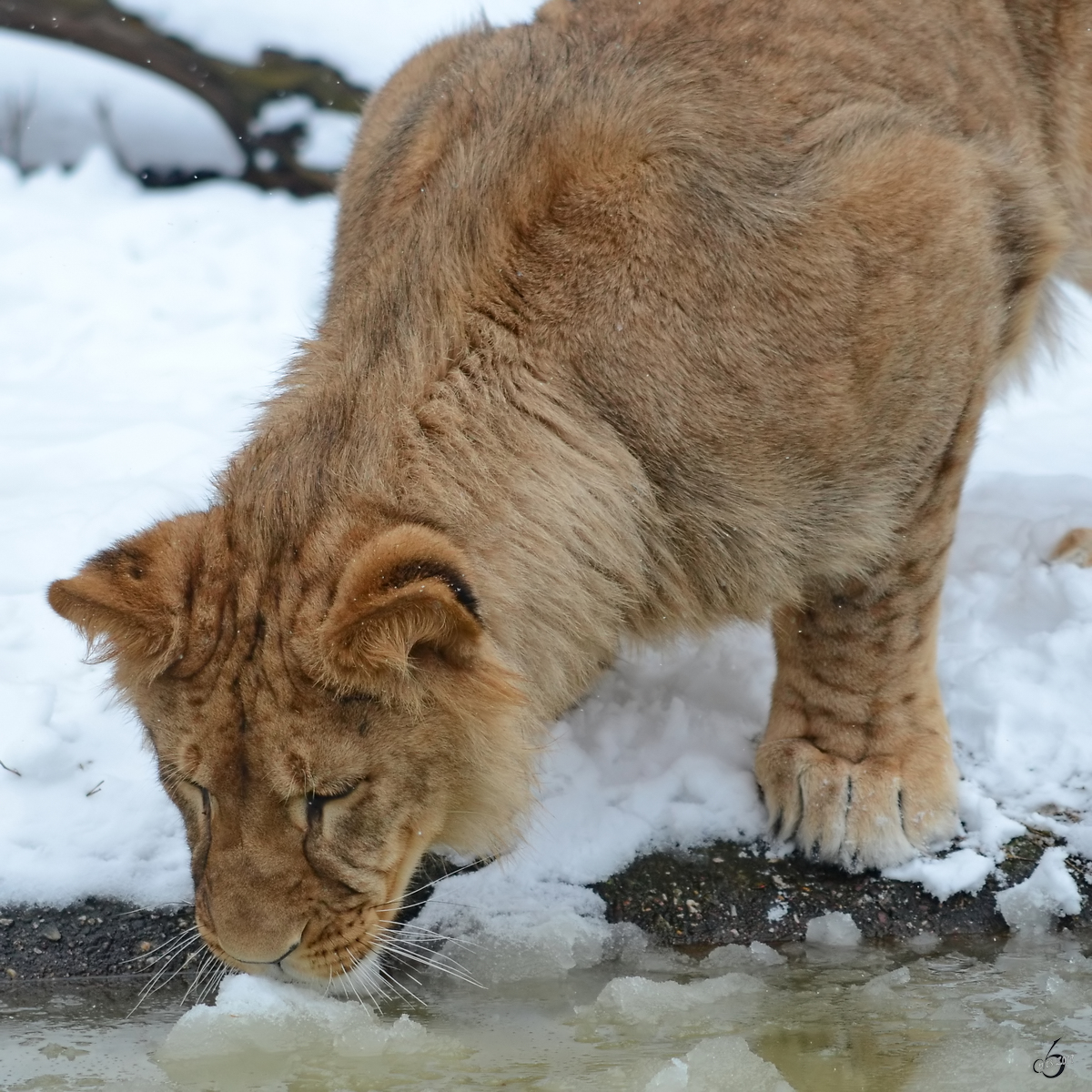 Ein Berberlwe im Zoo Dortmund. (Februar 2013)